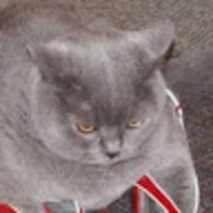 Meet your Posher, Annah